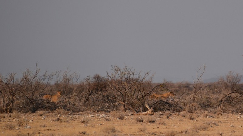 namibija-in-bocvana-2016-1849