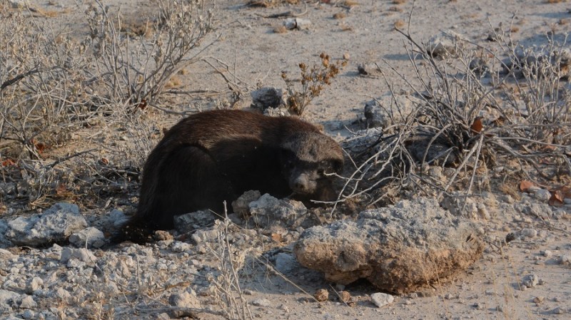 namibija-in-bocvana-2016-1882