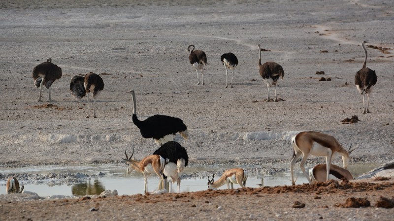 namibija-in-bocvana-2016-1892