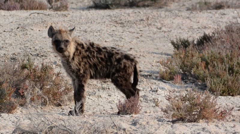 namibija-in-bocvana-2016-1907