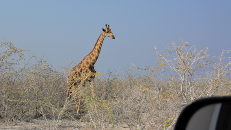 namibija-in-bocvana-2016-1915
