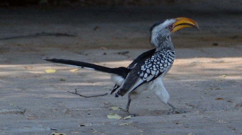 namibija-in-bocvana-2016-1930