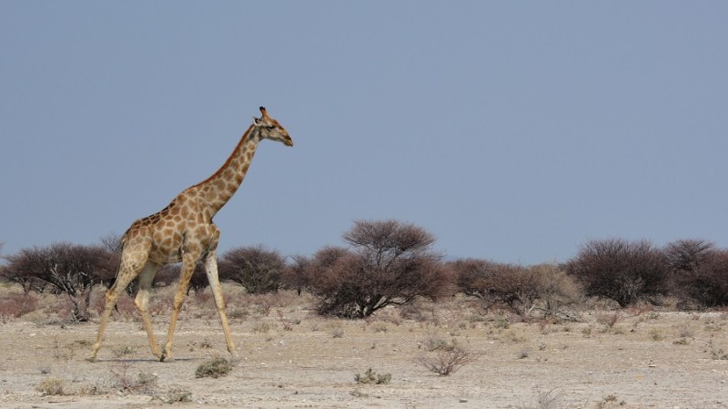 namibija-in-bocvana-2016-1970