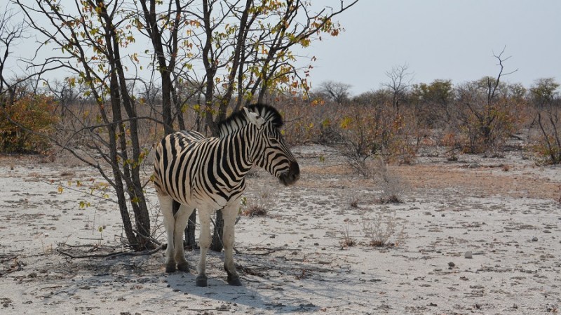 namibija-in-bocvana-2016-1975