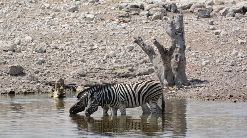 namibija-in-bocvana-2016-2000