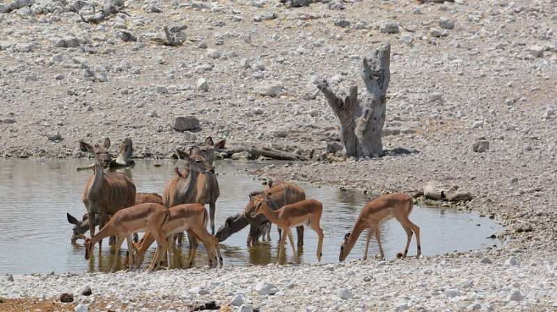 namibija-in-bocvana-2016-2010