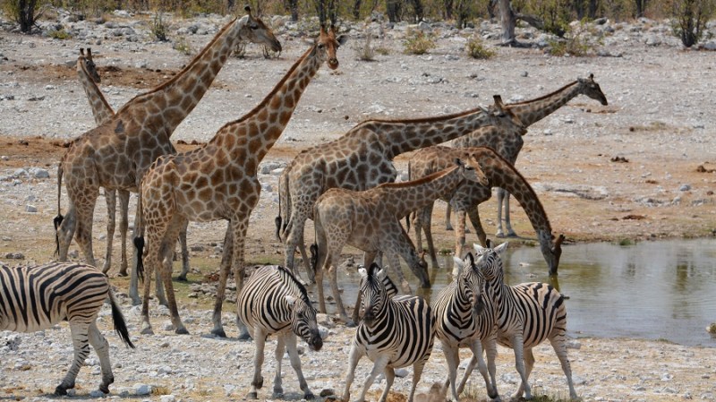 namibija-in-bocvana-2016-2041