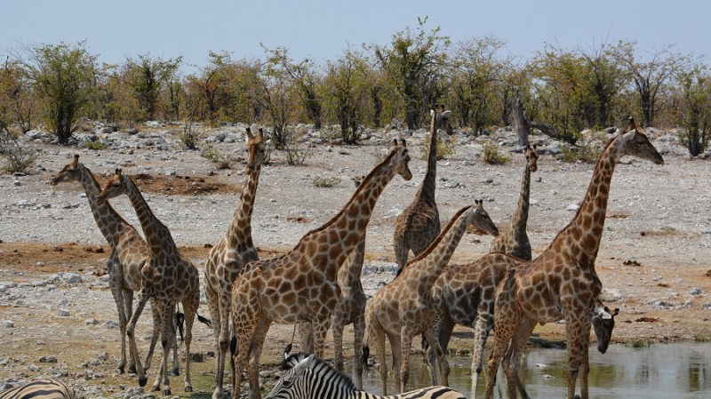 namibija-in-bocvana-2016-2051