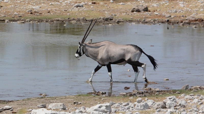 namibija-in-bocvana-2016-2054