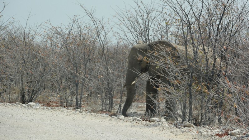namibija-in-bocvana-2016-2058