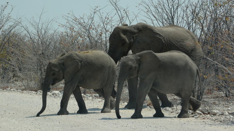 namibija-in-bocvana-2016-2065