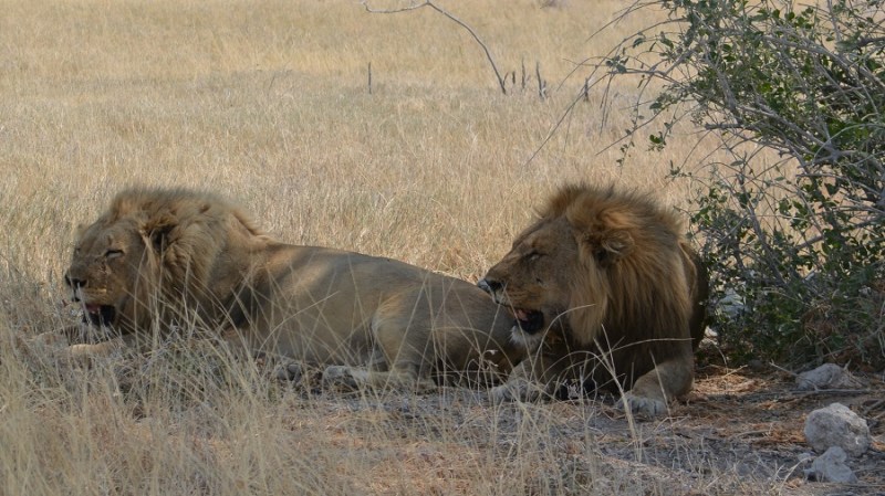 namibija-in-bocvana-2016-2080