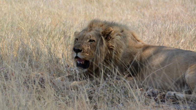 namibija-in-bocvana-2016-2083