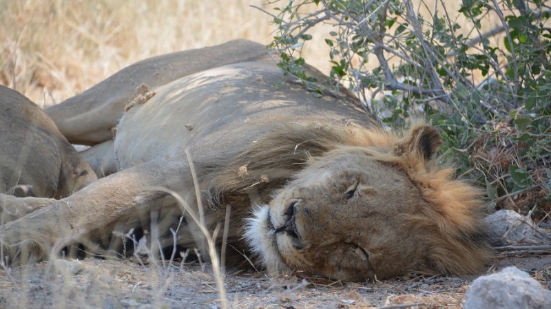 namibija-in-bocvana-2016-2095