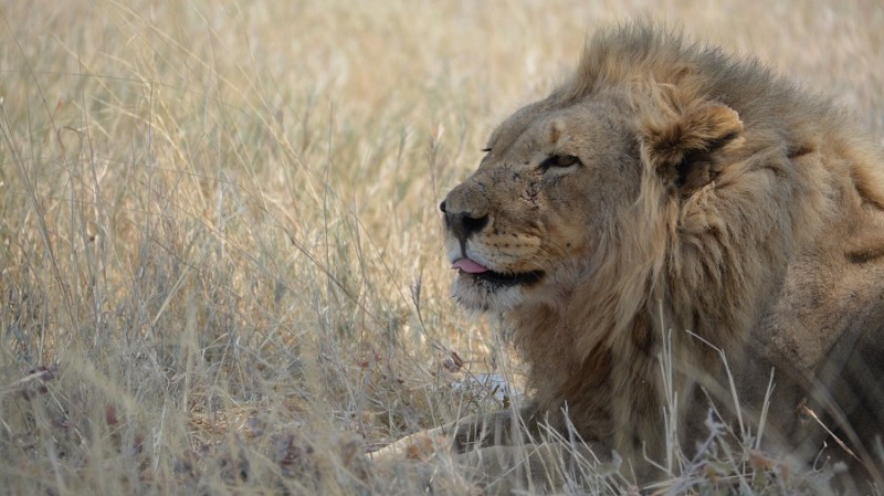 namibija-in-bocvana-2016-2099