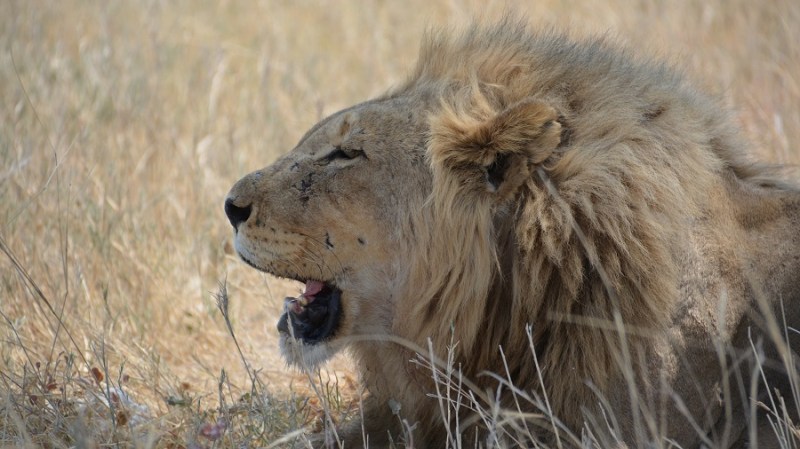 namibija-in-bocvana-2016-2127