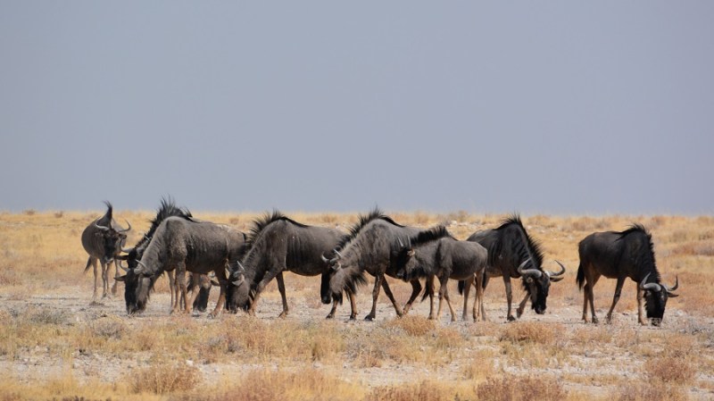 namibija-in-bocvana-2016-2192