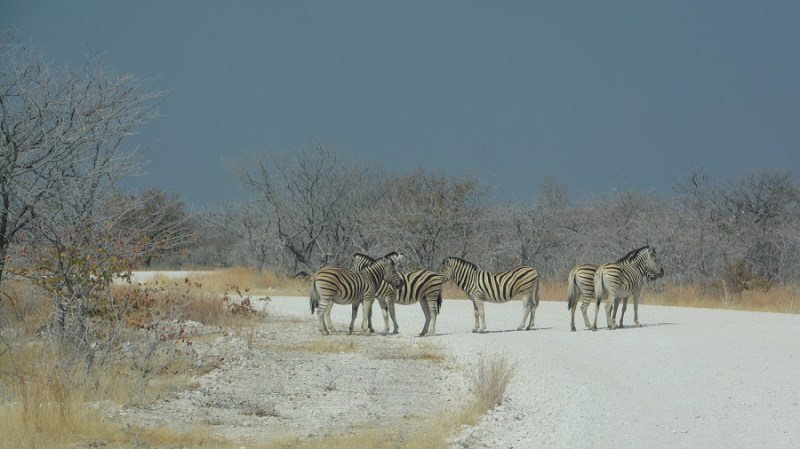 namibija-in-bocvana-2016-2205