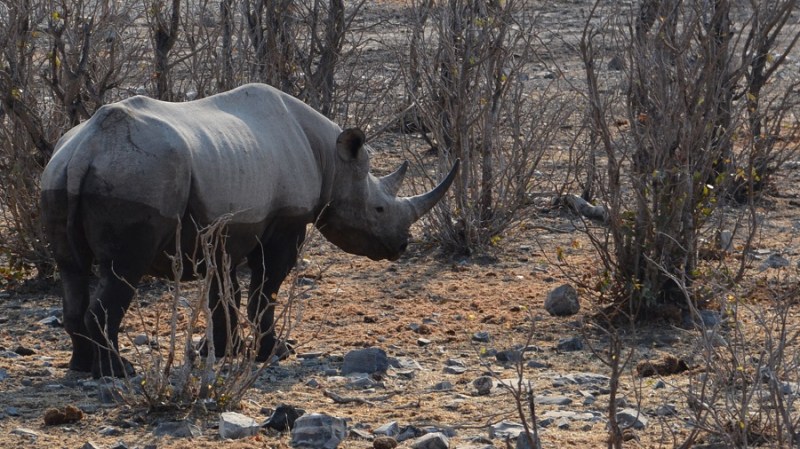 namibija-in-bocvana-2016-2211
