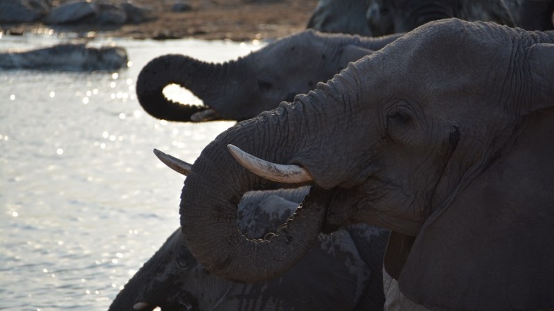 namibija-in-bocvana-2016-2253