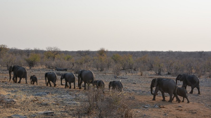 namibija-in-bocvana-2016-2268
