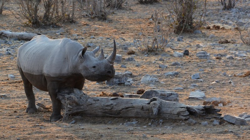 namibija-in-bocvana-2016-2276