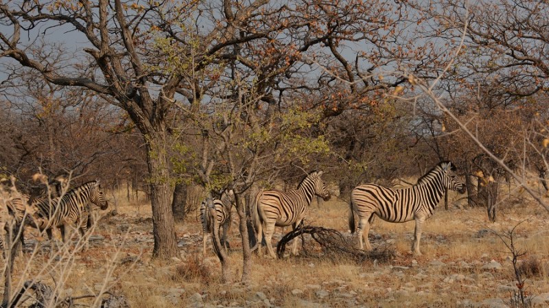 namibija-in-bocvana-2016-2351