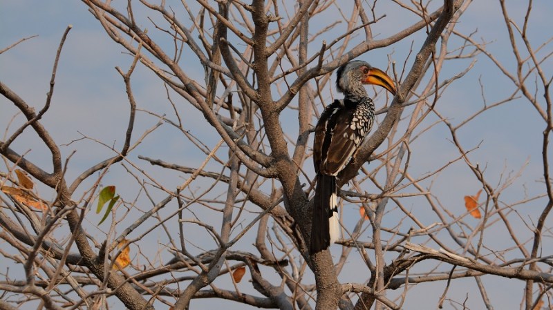 namibija-in-bocvana-2016-2354