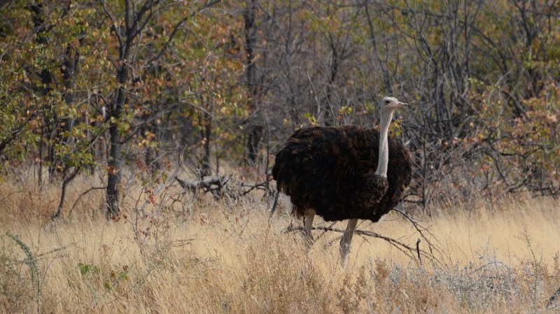 namibija-in-bocvana-2016-2372