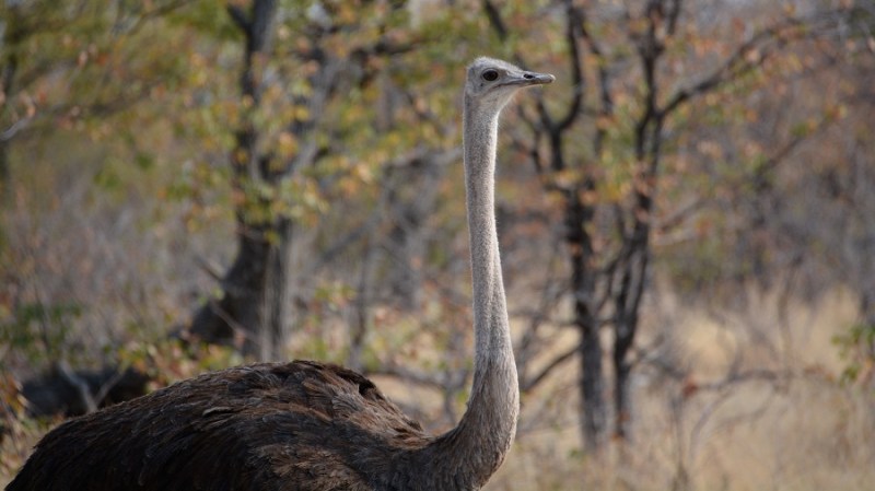 namibija-in-bocvana-2016-2374