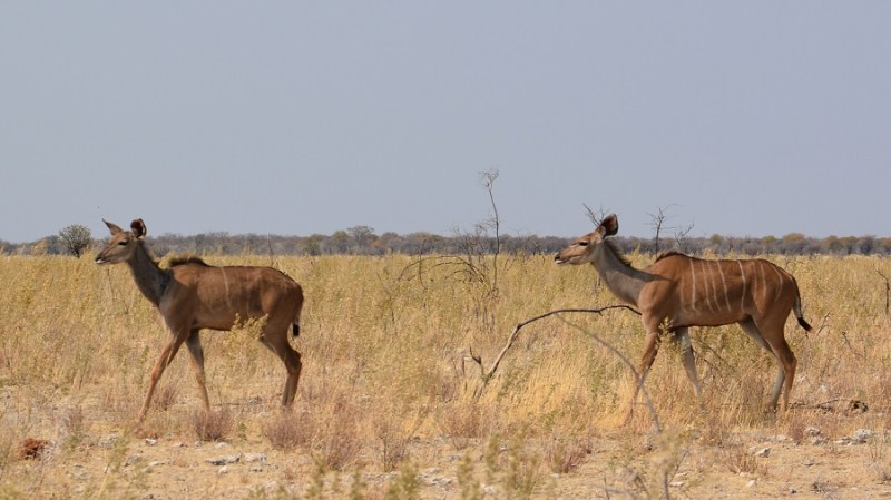 namibija-in-bocvana-2016-2383
