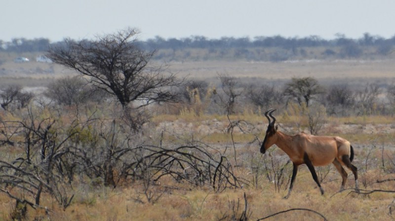 namibija-in-bocvana-2016-2387