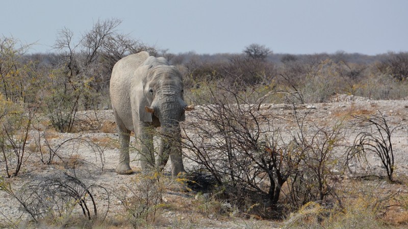 namibija-in-bocvana-2016-2389