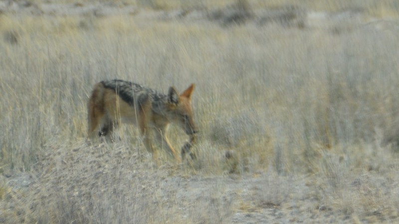 namibija-in-bocvana-2016-2398