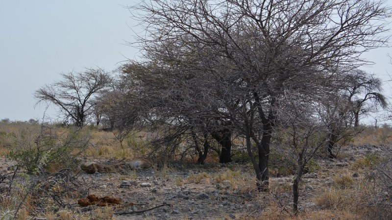 namibija-in-bocvana-2016-2402