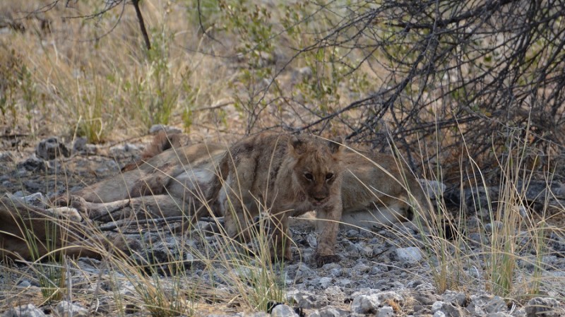 namibija-in-bocvana-2016-2413