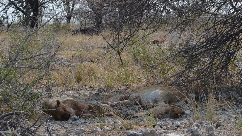 namibija-in-bocvana-2016-2417