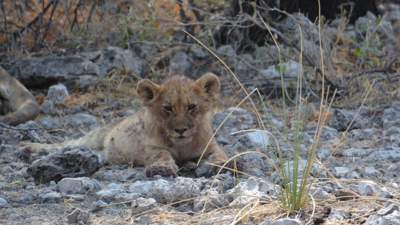 namibija-in-bocvana-2016-2438