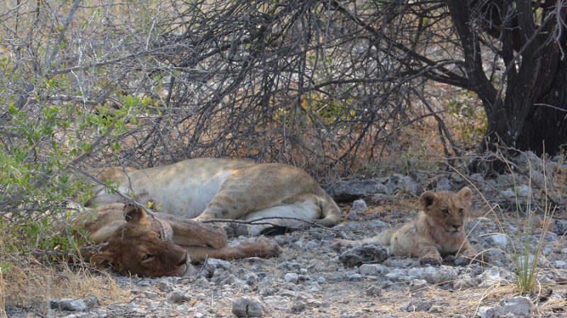 namibija-in-bocvana-2016-2442