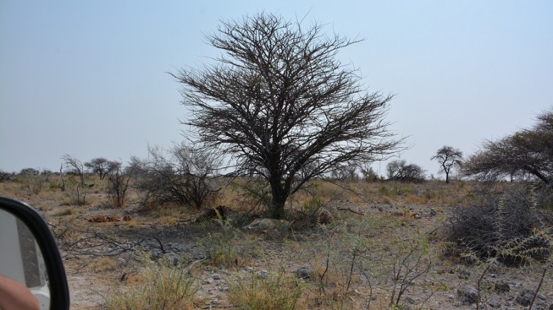 namibija-in-bocvana-2016-2444