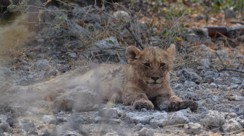namibija-in-bocvana-2016-2453