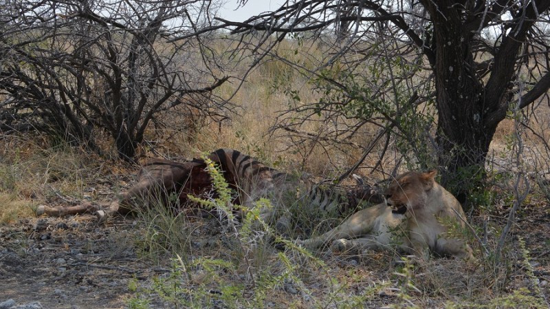 namibija-in-bocvana-2016-2461