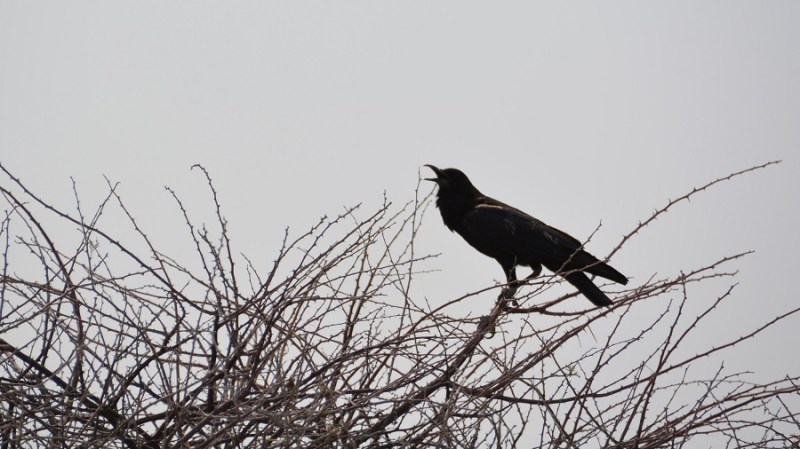 namibija-in-bocvana-2016-2466