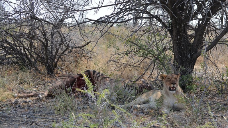 namibija-in-bocvana-2016-2471