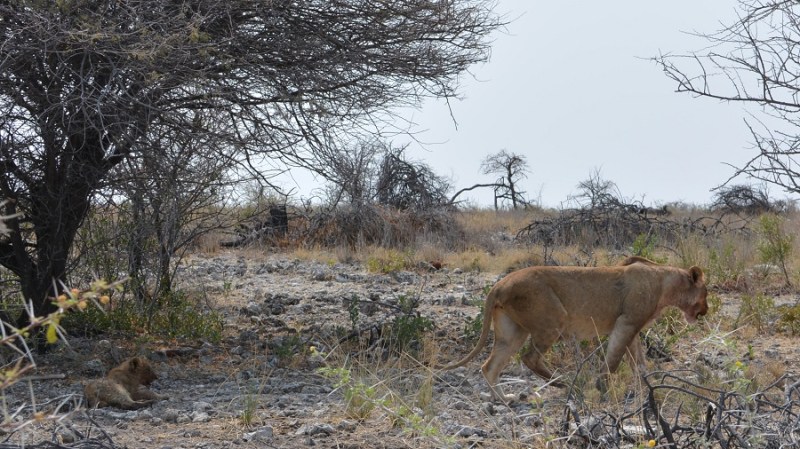 namibija-in-bocvana-2016-2473