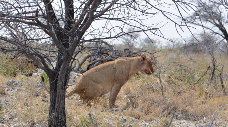 namibija-in-bocvana-2016-2476