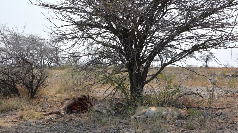namibija-in-bocvana-2016-2478