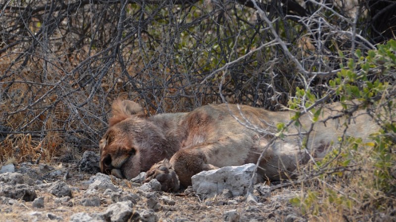 namibija-in-bocvana-2016-2482