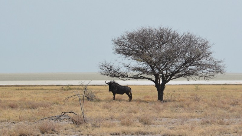 namibija-in-bocvana-2016-2485