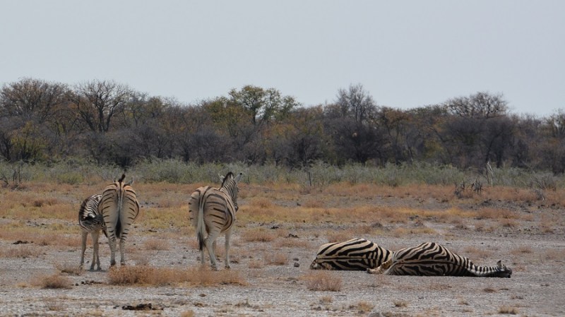 namibija-in-bocvana-2016-2493
